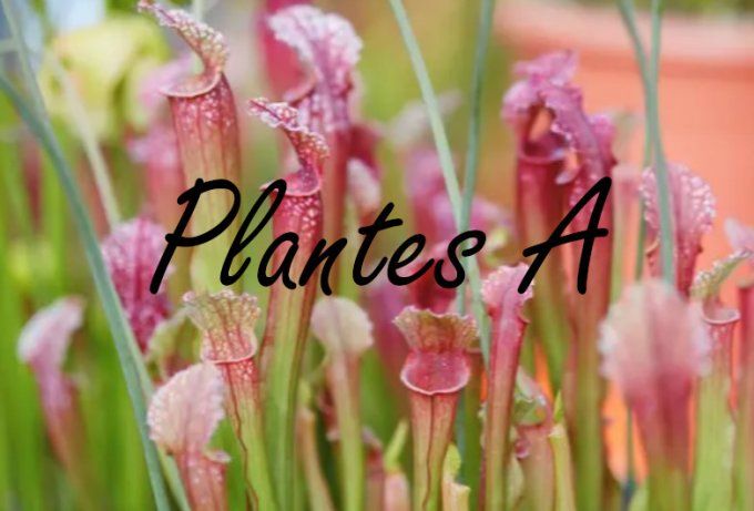 Plantes A
