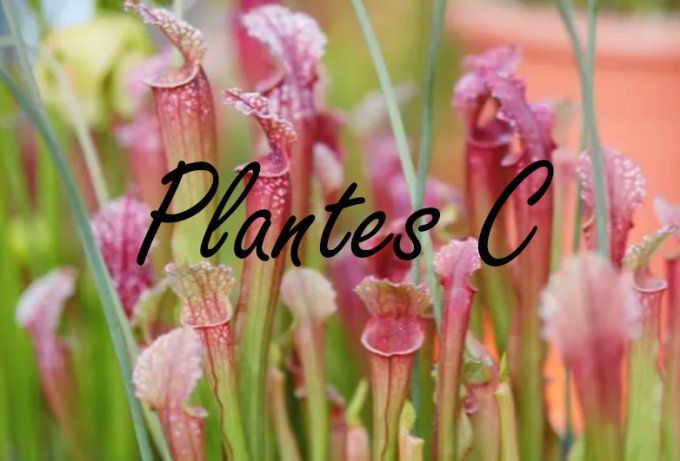 Plantes C 