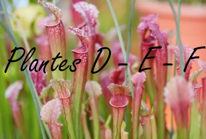 Plantes D - E - F 