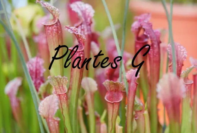 Plantes G