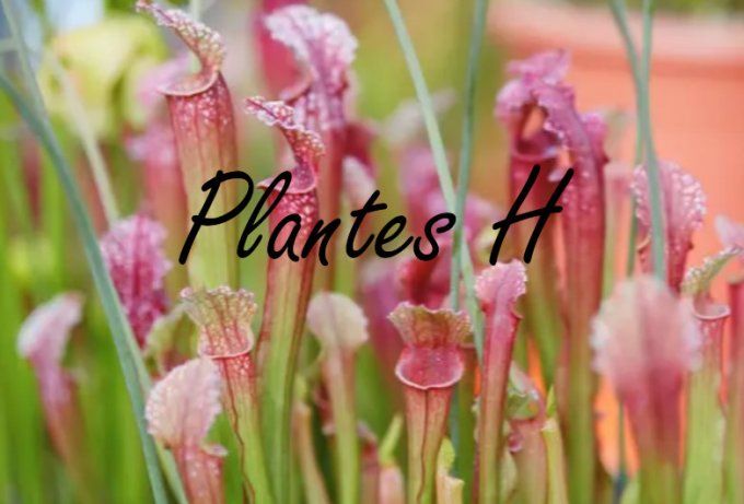 Plantes H