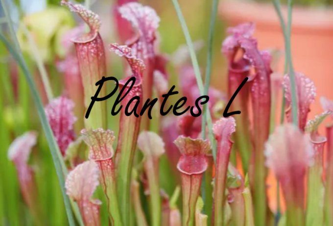 Plantes L